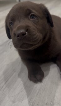 Štěňata Labradorský retrívr - 6