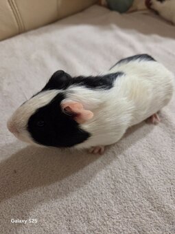 Daruji morčátka - 6