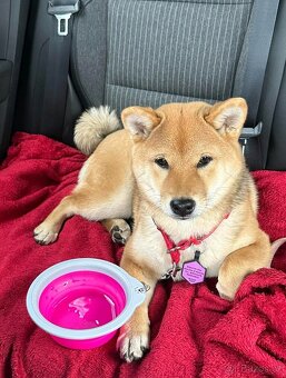 Shiba inu - 6