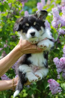 Welsh corgi pembroke s PP - 6
