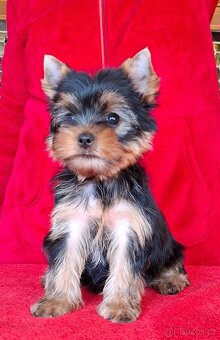 Yorkshire terrier s PP - psík - 6