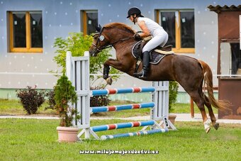 Prodej pony klisny - 6