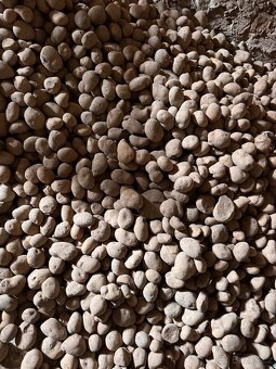 BRAMBORY na uskladnění ADÉLA - 6