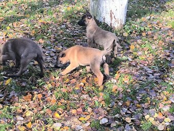 Belgicky ovcak malinois - 6