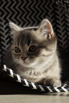 Britská modrá krátkosrstá kočka koťátko - 6