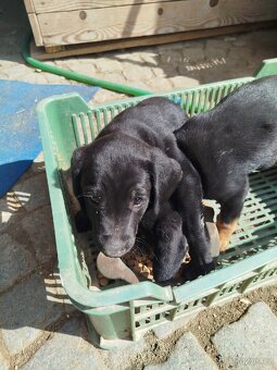 Štěňata křížence labradora - 6