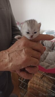 Britská koťátka  s PP - 6