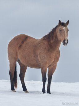 QH valach po AP Royal Bar - 6