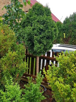 Thuje, Thuja, Túje, Zerav, stromky, keře - 6