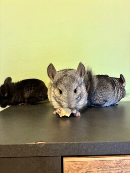 Činčila samička REZERVACE - 6