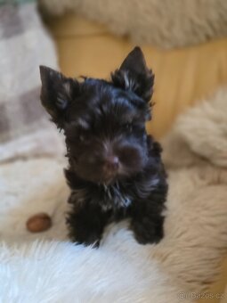 Biewer  -jorksirsky teriér - 6