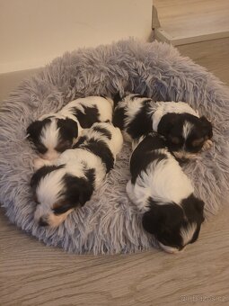 Biewer Yorkshire Teriér - 6