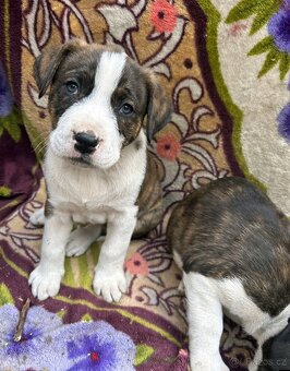 STAFORDŠÍRSKÝ BULTERIÉR - 6