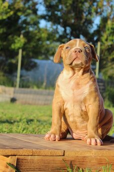 American Bully XL - 6