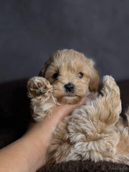 Psík Maltipoo f1 - 6
