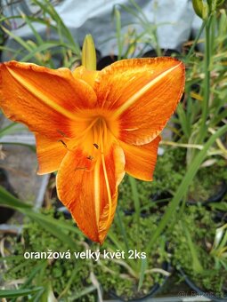 Keře, stromy, trvalky - 6