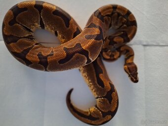 Krajta královská - 6