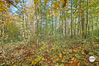 Prodej lesa 29 217m² - 6