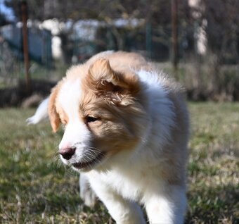 Border Collie / Border Kólia s PP - 6