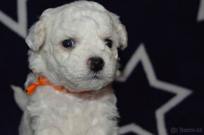BICHON FRISE - BIŠONEK  s PP - 6