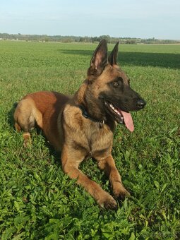 Belgický ovčák malinois - 6