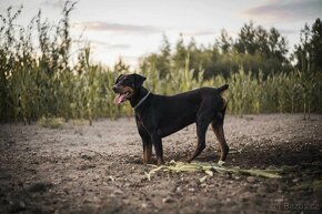 adopce Dobby - 8.12. 2021 narozený - 6