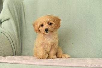 Maltipoo - 6