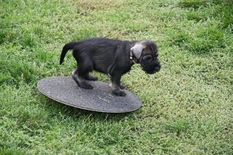 Knírač střední pepř a sůl - 6