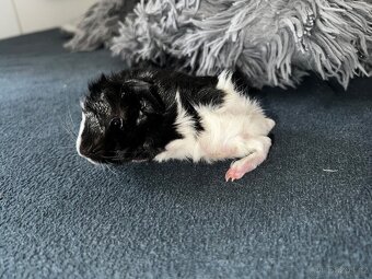 Nabízím morčátka k prodeji - 6