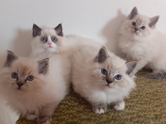 Kocour Ragdoll ke krytí - 6