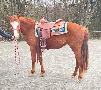Klisna QH 2 roky - 6