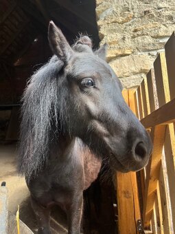 Mini pony valášek - 6