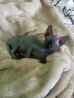 Koťátka Sphynx - 6