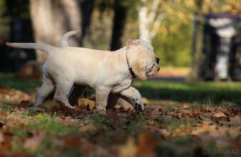 Labradorský retriever - 6