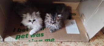 Perská kotátka - 6