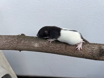 Potkan Dumbo - 6