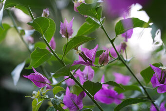 Nikon Micro-Nikkor 55/2.8 Ais - 6