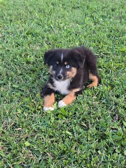 Miniatúrní americký ovčák s PP- s rodokmeňom - 6