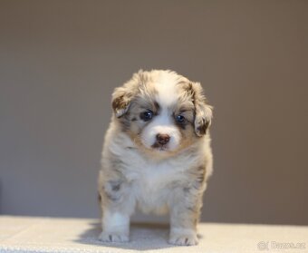 Miniaturní americký ovčák - 6