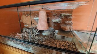 Gekončik noční - 6