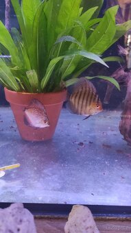 Terčovci - linie red - 6