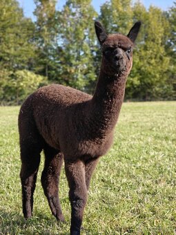 Černý alpačí sameček - 6