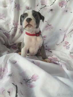 Stafordšírský bulteriér - 6