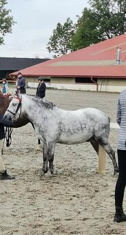 Pony valach welsh - 6
