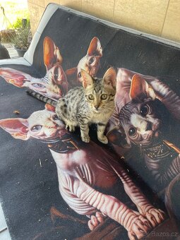 Savannah F9 sbt, savanova kocka, prapredek serval stepni - 6