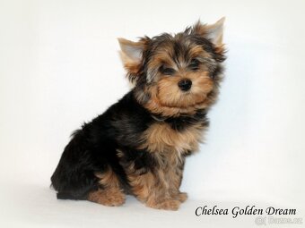 barevný jorkšírský teriér - Yorkshire Terrier - 6