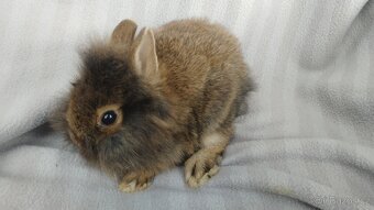 Zakrslý králíček beránek, zakrslý lvíček - 6