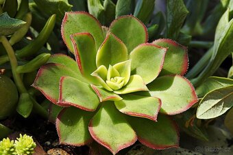 Nikon coolpix p900 - 6