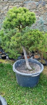 Tvarovaná borovice kleč pinus mugo - 6