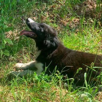 Border kolie - 6